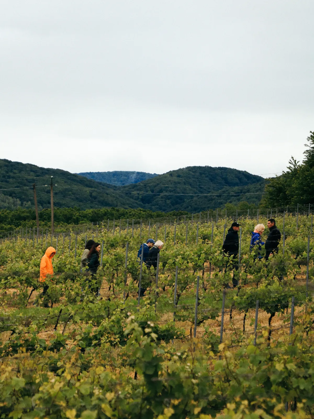 Сімейна виноробня Kritski